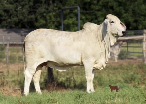 LADY GOUDEAU MANSO 277/0