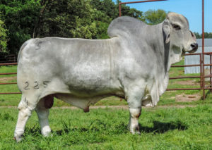 MR SNS LAWLESS 225/4