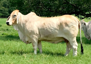 JDH LADY MIFFANY MANSO 447/4