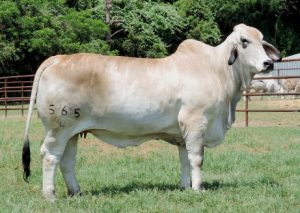 LADY H KELSEY MANSO 565/4