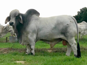 MR SNS MIGHTY MOUSE 295/6