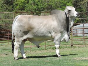 MR SNS KINGSTON 421/0