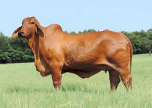 MS SNS GYPSY SOUL 652/3