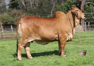 MISS SNS BLAIR 704/5