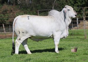 MISS SNS KEELY 747/6