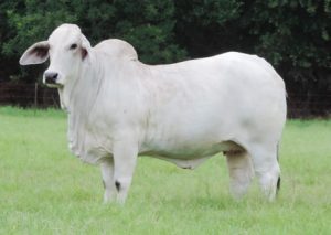 MISS SNS HAIZE 755/6