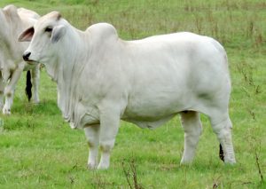 MISS SNS TATUM 764/6