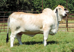 MISS SNS BRINLEY 938/7