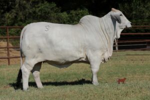 MISS SNS HADLEY 64/1